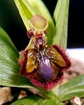 Ophrys speculum